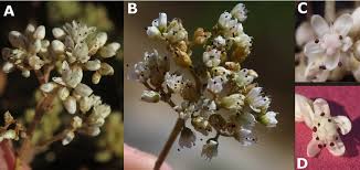 Attēlu rezultāti vaicājumam “Sedum album bud”