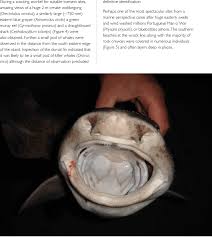 Image result for Cephaloscyllium laticeps
