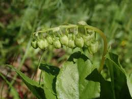 Attēlu rezultāti vaicājumam “Orthilia secunda fruit”
