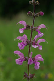 Image result for Salvia pratensis