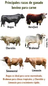 Image result for ganado bovino