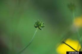Attēlu rezultāti vaicājumam “Ranunculus acris fruit”