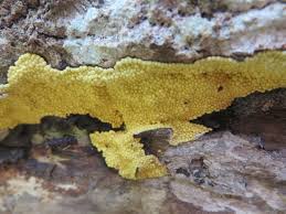 Attēlu rezultāti vaicājumam “Hemitrichia lutescens”