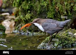 Attēlu rezultāti vaicājumam “Cinclus cinclus adult”