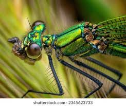 Attēlu rezultāti vaicājumam “Chalcolestes viridis”