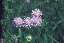 Image result for Knautia arvensis
