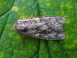 Attēlu rezultāti vaicājumam “Eurois occulta”