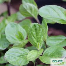 Attēlu rezultāti vaicājumam “Mentha aquatica leaf”