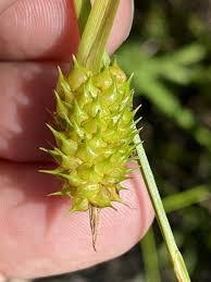 Attēlu rezultāti vaicājumam “Carex lepidocarpa leaf”