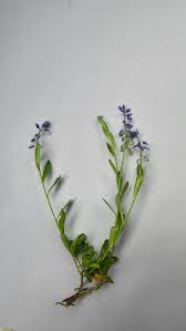 Attēlu rezultāti vaicājumam “Polygala amarella”