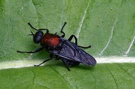 Attēlu rezultāti vaicājumam “Clitellaria ephippium”