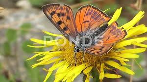 Attēlu rezultāti vaicājumam “Lycaena alciphron”