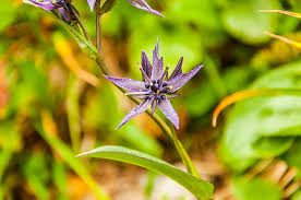 Attēlu rezultāti vaicājumam “Swertia perennis flower”
