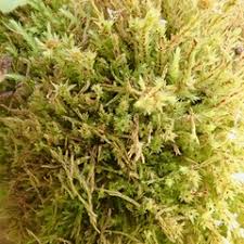 Attēlu rezultāti vaicājumam “Pohlia wahlenbergii sporophyte”