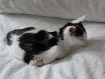Bed For Cat | kittenaccessories.