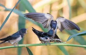 Attēlu rezultāti vaicājumam “Hirundo rustica adult”
