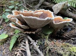 Attēlu rezultāti vaicājumam “Hydnellum aurantiacum”