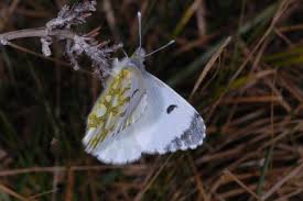 Attēlu rezultāti vaicājumam “Anthocharis cardamines underside”