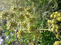 Attēlu rezultāti vaicājumam “Levisticum officinale”