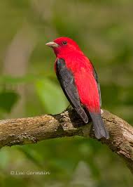 Image result for Piranga olivacea