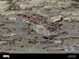 Image result for Calidris subminuta