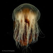 Image result for Cyanea capillata