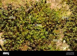 Attēlu rezultāti vaicājumam “Syntrichia latifolia”