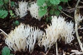 Attēlu rezultāti vaicājumam “Lentaria epichnoa”