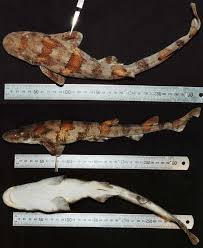 Image result for Haploblepharus edwardsii