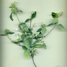 Image result for Galeopsis segetum