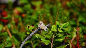 Attēlu rezultāti vaicājumam “Aricia artaxerxes”