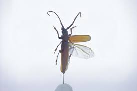 Attēlu rezultāti vaicājumam “Coleoptera”