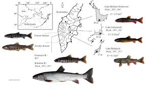 Image result for Salvelinus malma