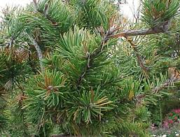 Attēlu rezultāti vaicājumam “Pinus banksiana”