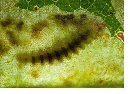 Attēlu rezultāti vaicājumam “Cameraria ohridella”