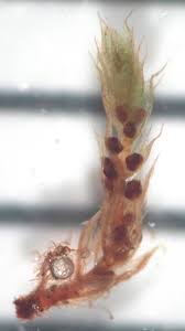 Attēlu rezultāti vaicājumam “Bryum weigelii macro”