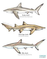 Image result for Carcharhinus obscurus
