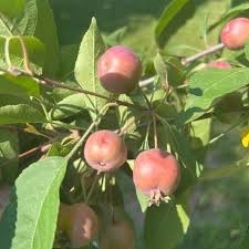 Attēlu rezultāti vaicājumam “Malus prunifolia fruit”