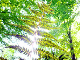 Attēlu rezultāti vaicājumam “Polystichum braunii”