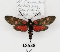 Attēlu rezultāti vaicājumam “Zygaenidae”