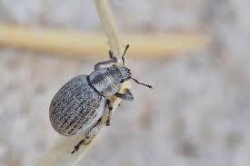 Attēlu rezultāti vaicājumam “Philopedon plagiatum”