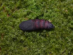 Attēlu rezultāti vaicājumam “Laothoe populi larva”