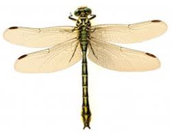 Attēlu rezultāti vaicājumam “Ophiogomphus cecilia”