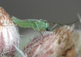 Attēlu rezultāti vaicājumam “Tanytarsus”