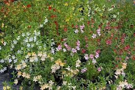 Image result for Mimulus x hybrida