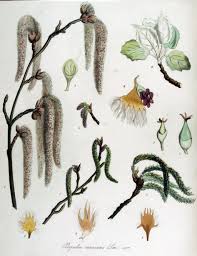 Attēlu rezultāti vaicājumam “Populus x canescens”