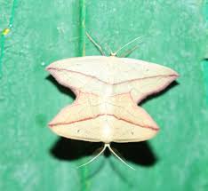 Attēlu rezultāti vaicājumam “Timandra comae”