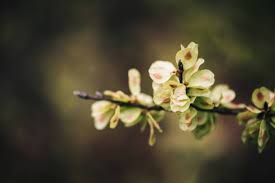 Attēlu rezultāti vaicājumam “Ulmus glabra flower”