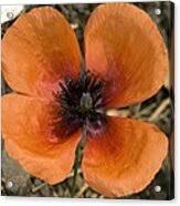 Attēlu rezultāti vaicājumam “Papaver argemone”