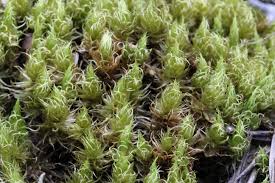 Attēlu rezultāti vaicājumam “Dicranum spurium”